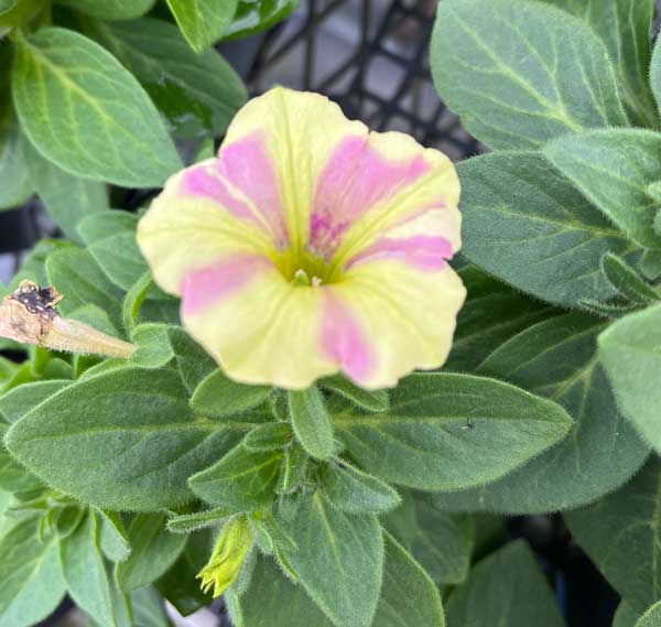 [26年4月上旬予約]ペチュニア（宿根）：おぼろさくら3.5号ポット