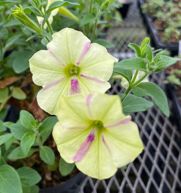 [26年4月上旬予約]ペチュニア（宿根）：おぼろさくら3.5号ポット