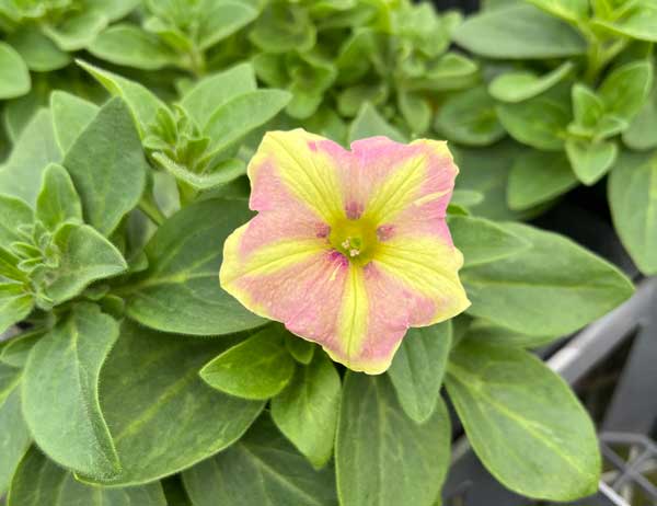 [26年4月上旬予約]ペチュニア（宿根）：おぼろさくら3.5号ポット