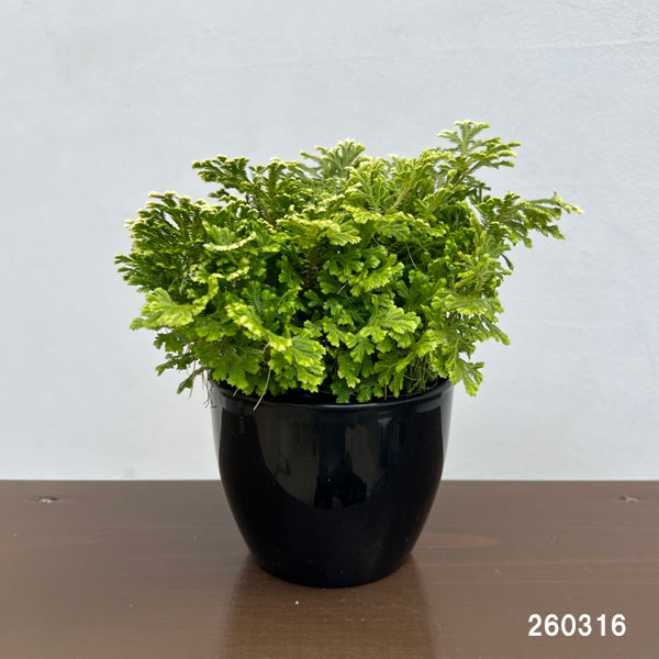 セラギネラ:スノーリー 4号鉢入り