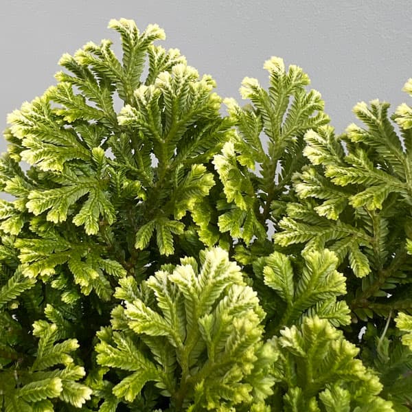 セラギネラ:スノーリー 4号鉢入り