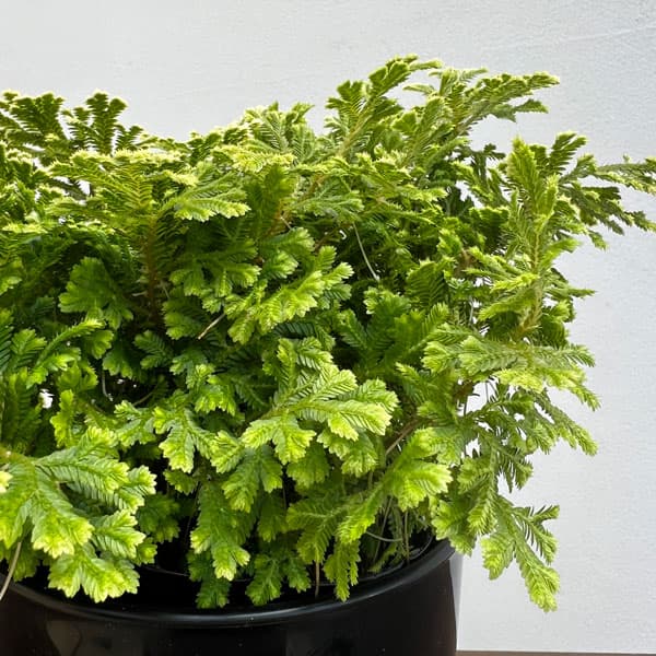 セラギネラ:スノーリー 4号鉢入り