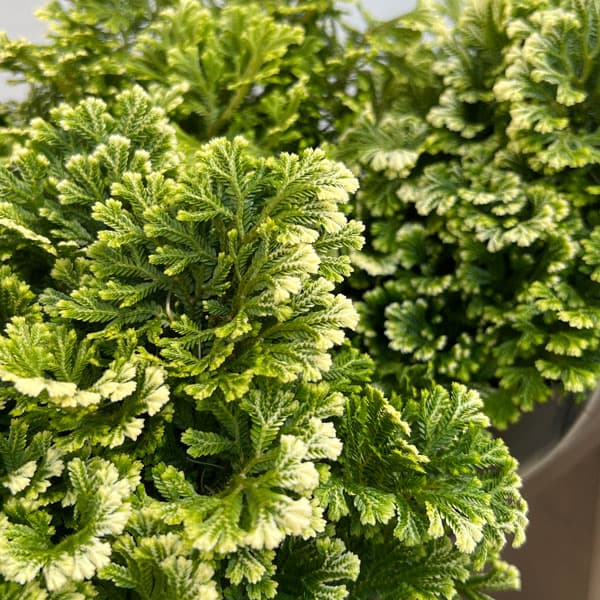 セラギネラ:スノーリー 4号鉢入り