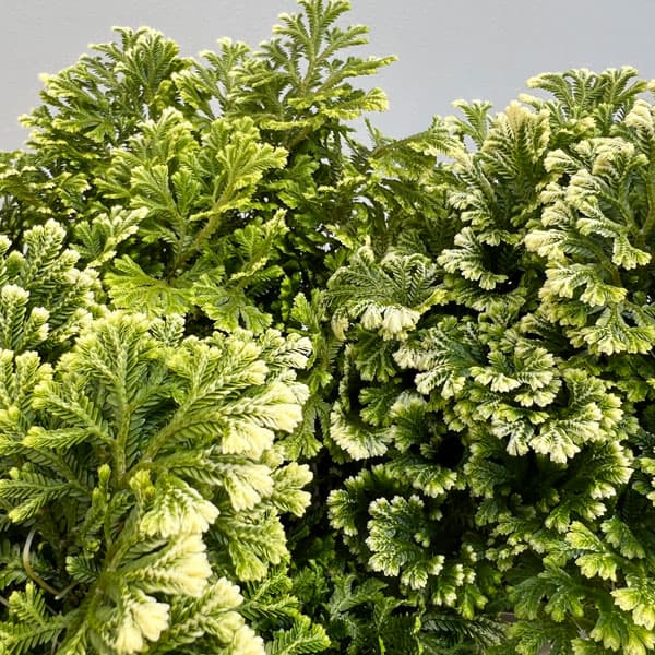 セラギネラ:スノーリー 4号鉢入り