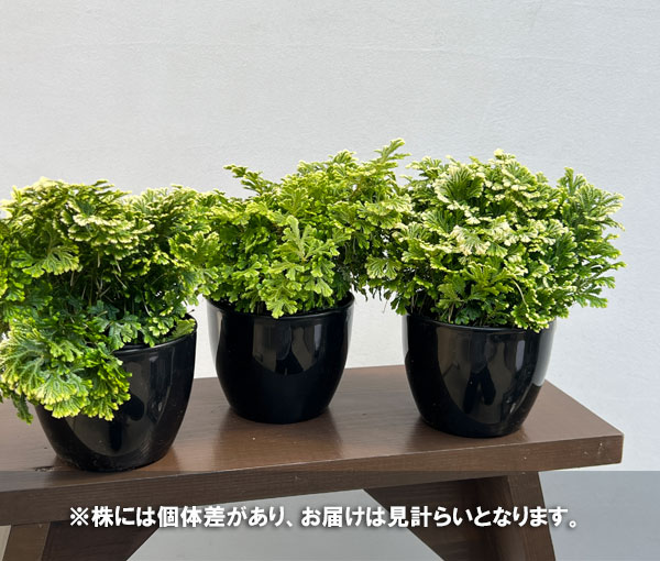 セラギネラ:スノーリー 4号鉢入り