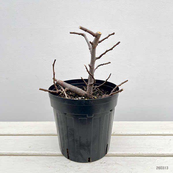 イチジク：リトルミスフィギー6号ポット