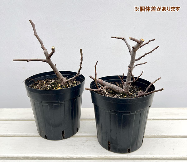 イチジク：リトルミスフィギー6号ポット