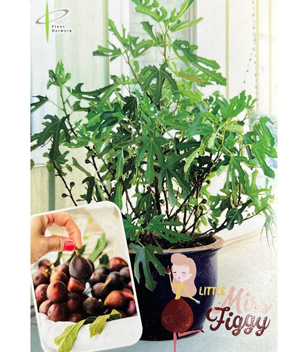 イチジク：リトルミスフィギー6号ポット