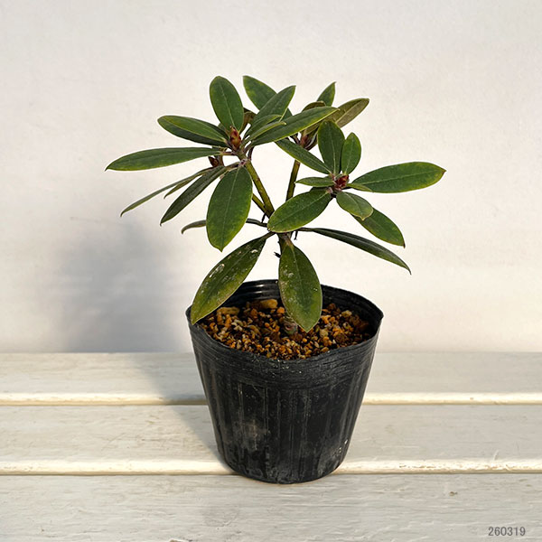 シャクナゲ:朝日(あさひ)4号ポット