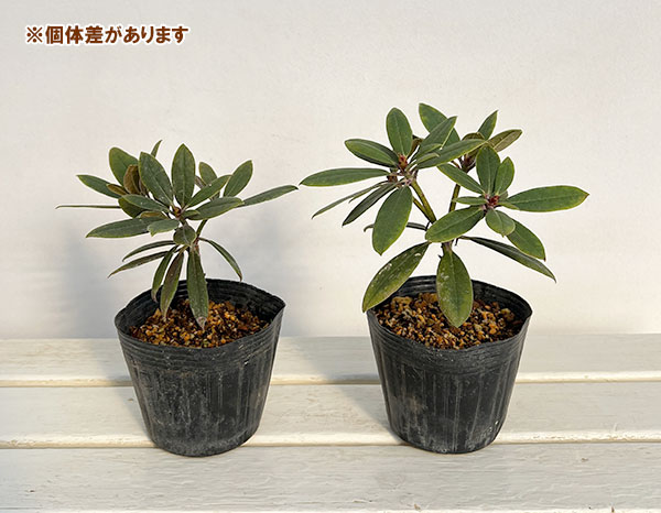 シャクナゲ:朝日(あさひ)4号ポット