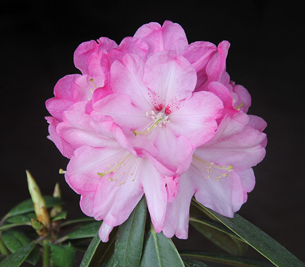 シャクナゲ:朝日(あさひ)4号ポット