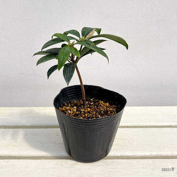 ツツジ：ウエキセイシカ（聖紫花）4号ポット