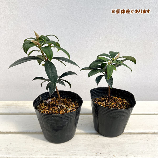 ツツジ：ウエキセイシカ（聖紫花）4号ポット