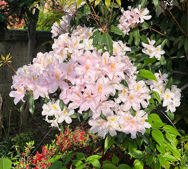 ツツジ：ウエキセイシカ（聖紫花）4号ポット