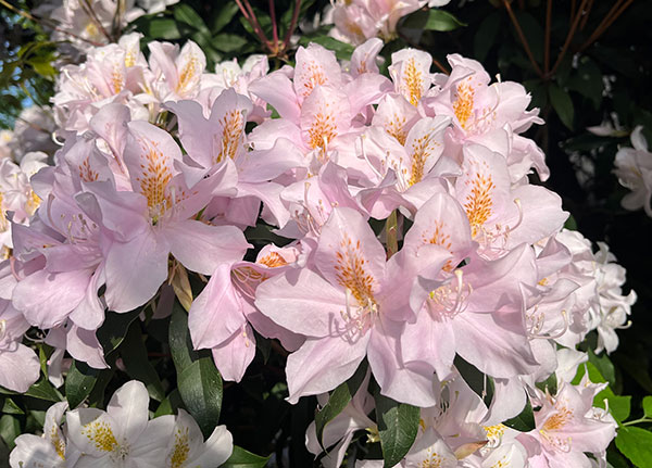 ツツジ：ウエキセイシカ（聖紫花）4号ポット