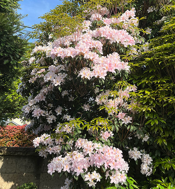 ツツジ：ウエキセイシカ（聖紫花）4号ポット