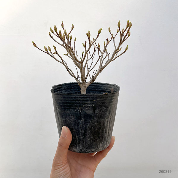 ツクモドウダンツツジ4号ポット