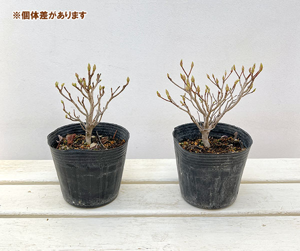 ツクモドウダンツツジ4号ポット