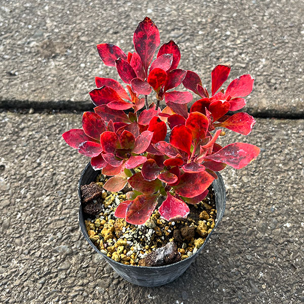 ツクモドウダンツツジ4号ポット