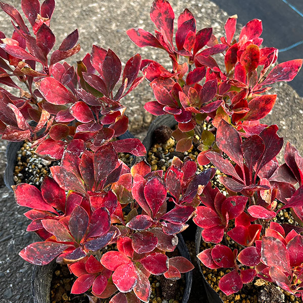 ツクモドウダンツツジ4号ポット