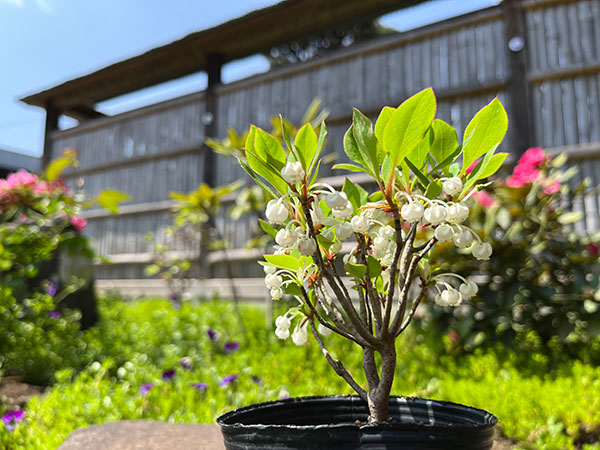 ツクモドウダンツツジ4号ポット