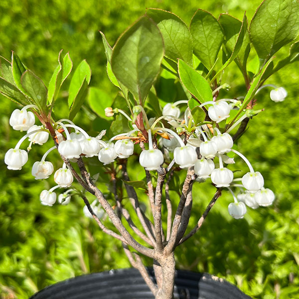 ツクモドウダンツツジ4号ポット