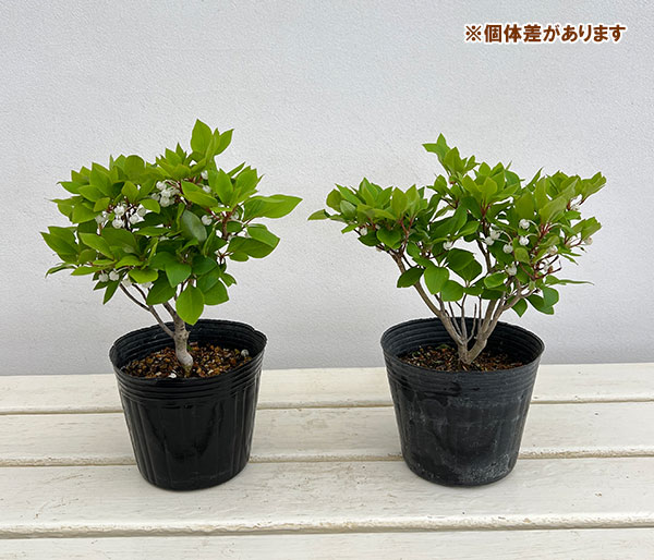 園芸ネット本店｜ツクモドウダンツツジ4号ポット の通販【公式】