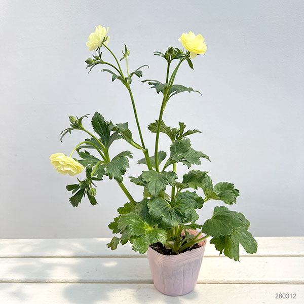 ラナンキュラス：ラックス　ヘラ　クリームイエロー3.5-4号ポット