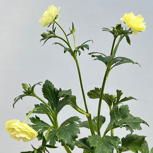 ラナンキュラス：ラックス　ヘラ　クリームイエロー3.5-4号ポット