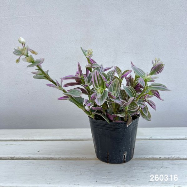 トラディスカンチア：スイートネス　3号ポット