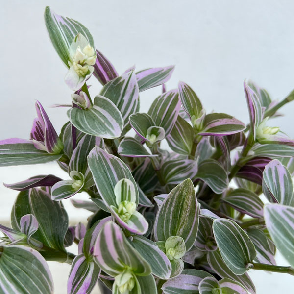 トラディスカンチア：スイートネス　3号ポット