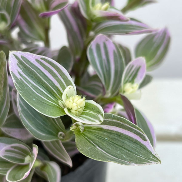 トラディスカンチア：スイートネス　3号ポット