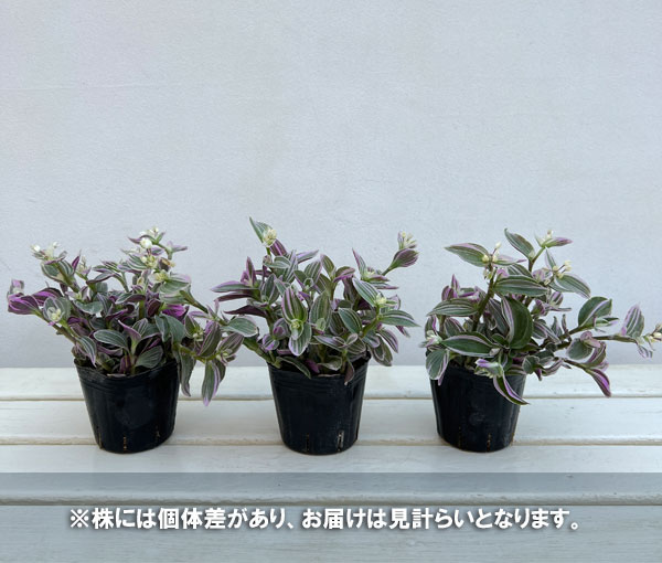 トラディスカンチア：スイートネス　3号ポット