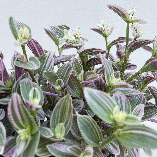 トラディスカンチア：スイートネス　3号ポット