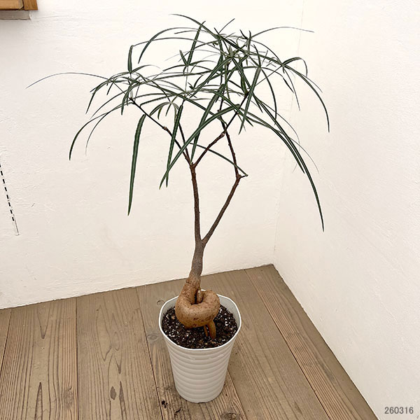 ブラキキトン（ボトルツリー）：ルペストリス　7号26-02