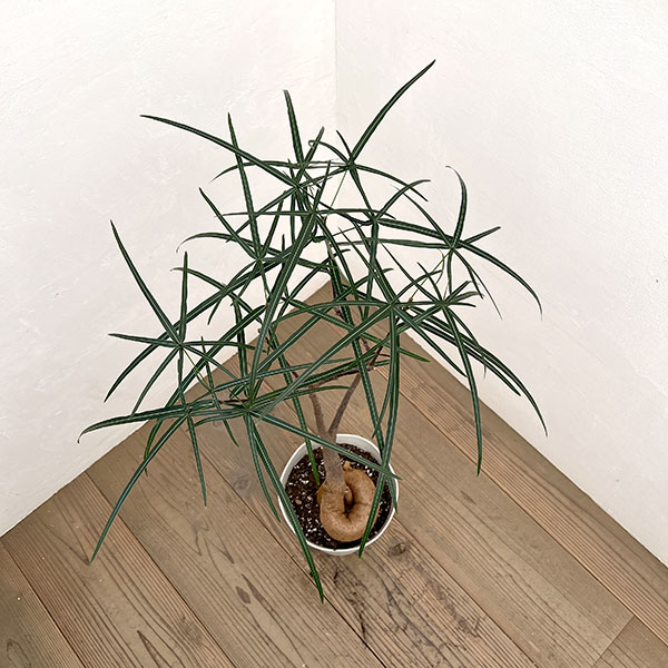 ブラキキトン（ボトルツリー）：ルペストリス　7号26-02