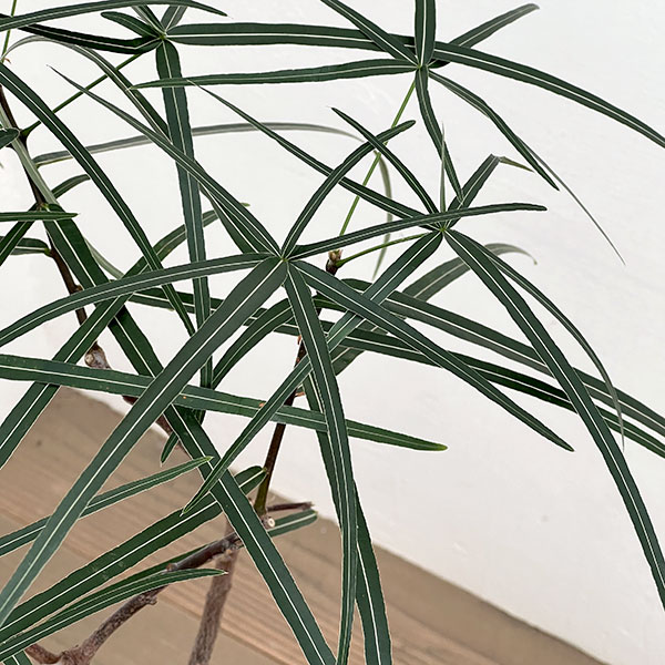 ブラキキトン（ボトルツリー）：ルペストリス　7号26-02