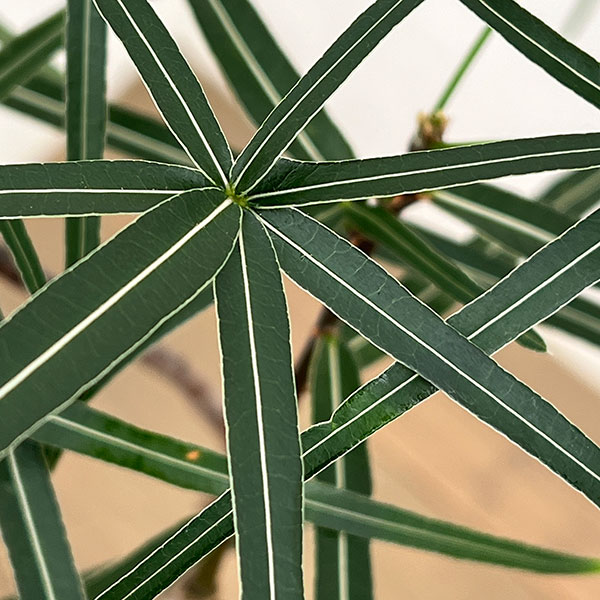 ブラキキトン（ボトルツリー）：ルペストリス　7号26-02