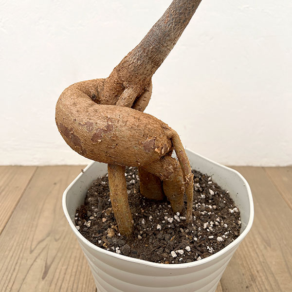 ブラキキトン（ボトルツリー）：ルペストリス　7号26-02