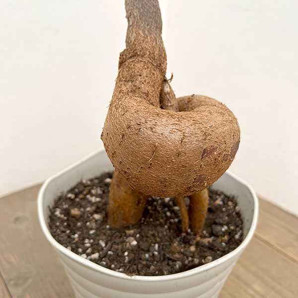 ブラキキトン（ボトルツリー）：ルペストリス　7号26-02