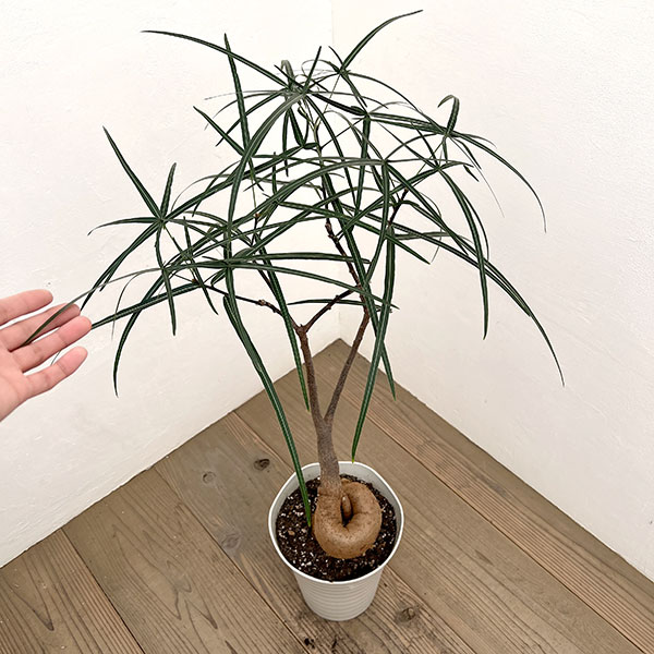 ブラキキトン（ボトルツリー）：ルペストリス　7号26-02