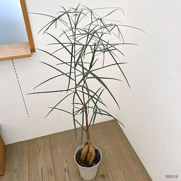 ブラキキトン（ボトルツリー）：ルペストリス　7号26-03