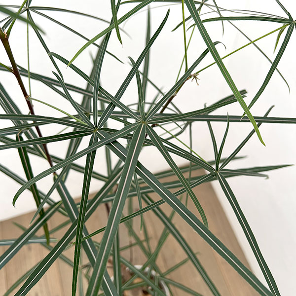 ブラキキトン（ボトルツリー）：ルペストリス　7号26-03