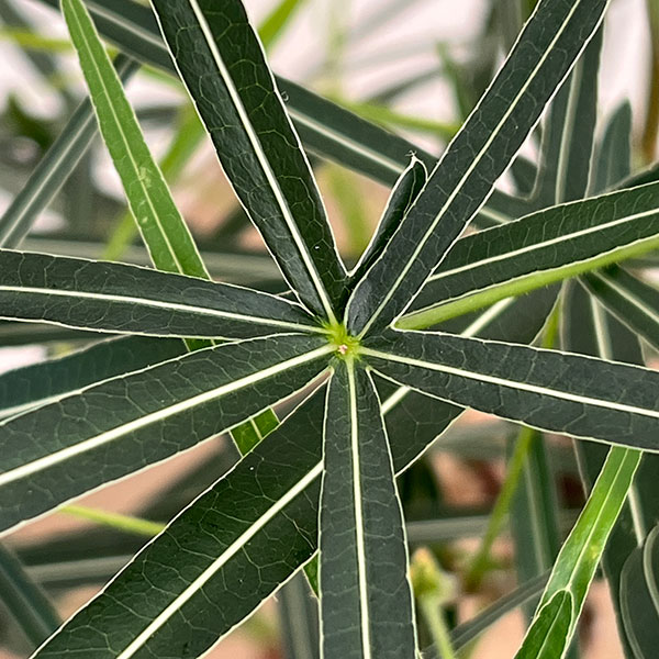 ブラキキトン（ボトルツリー）：ルペストリス　7号26-03