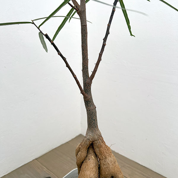 ブラキキトン（ボトルツリー）：ルペストリス　7号26-03