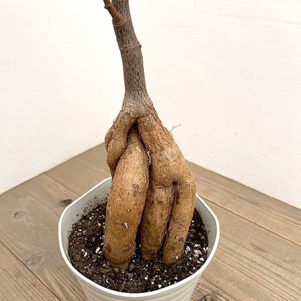 ブラキキトン（ボトルツリー）：ルペストリス　7号26-03