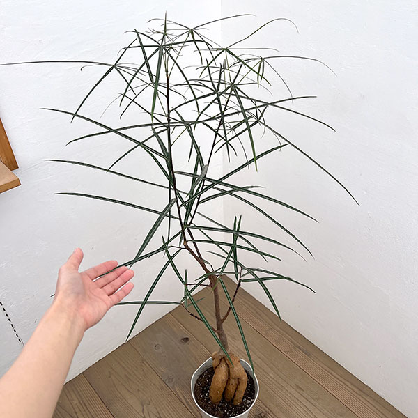 ブラキキトン（ボトルツリー）：ルペストリス　7号26-03