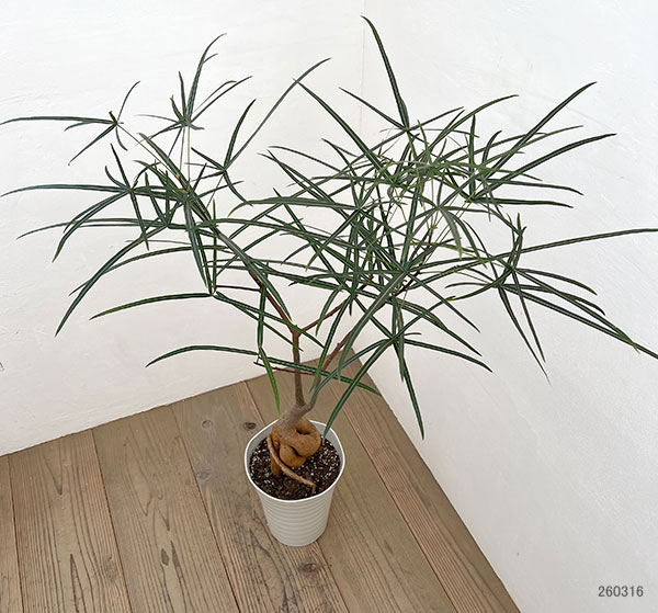 ブラキキトン(ボトルツリー):ルペストリス 7号26-04