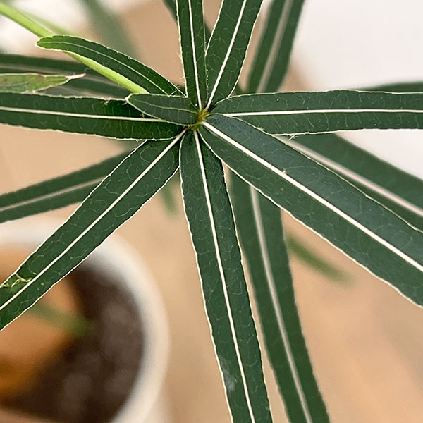 ブラキキトン(ボトルツリー):ルペストリス 7号26-04