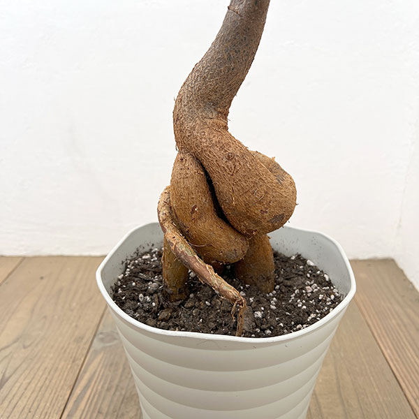 ブラキキトン(ボトルツリー):ルペストリス 7号26-04